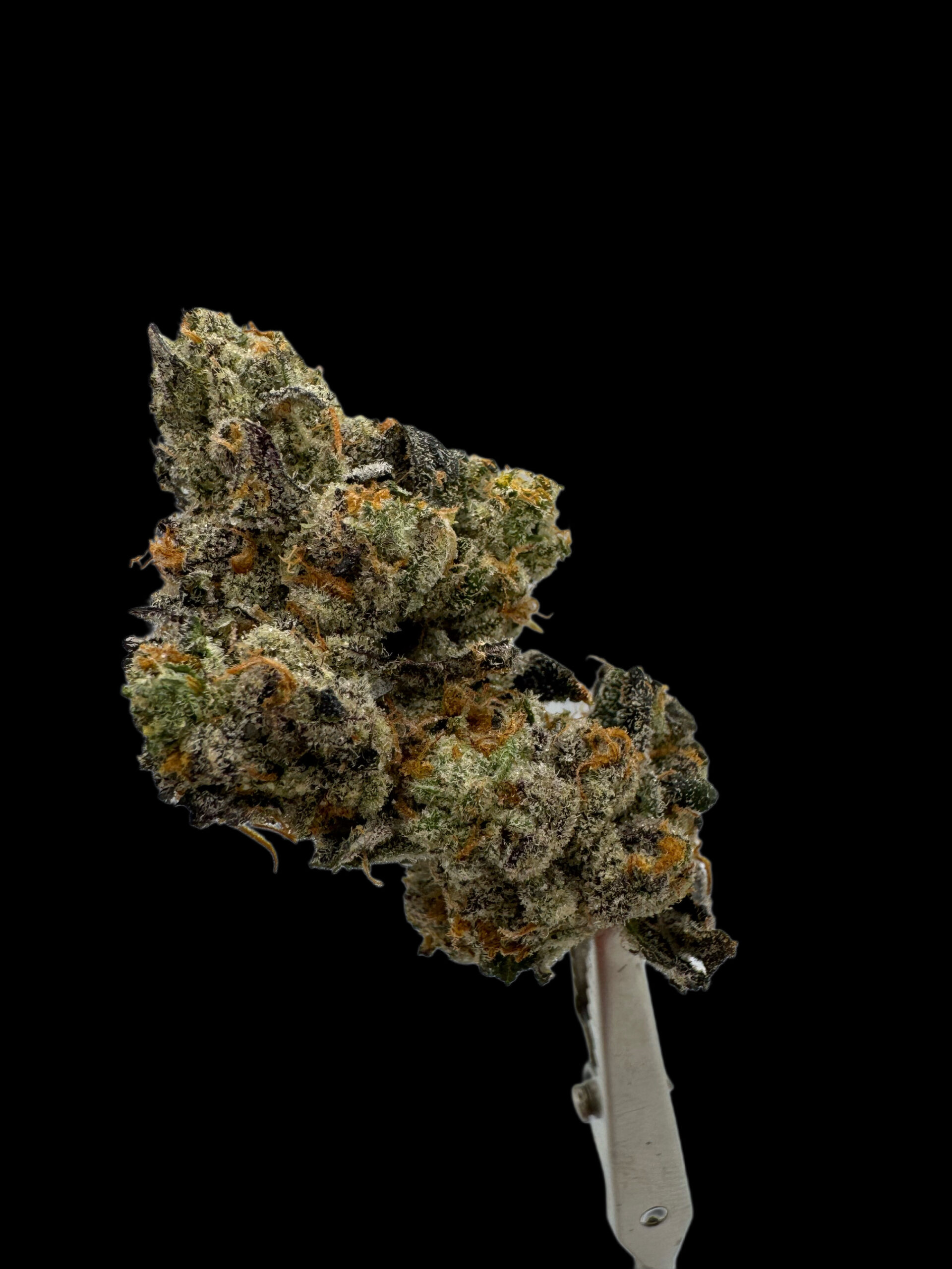 Ztk (Zkittlez x TK Bx3) – Pbb