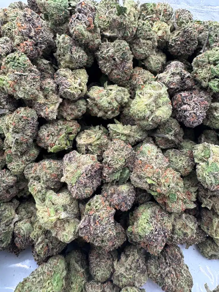 Blueberry smalls (Purple thai x afghan) – Bbcf