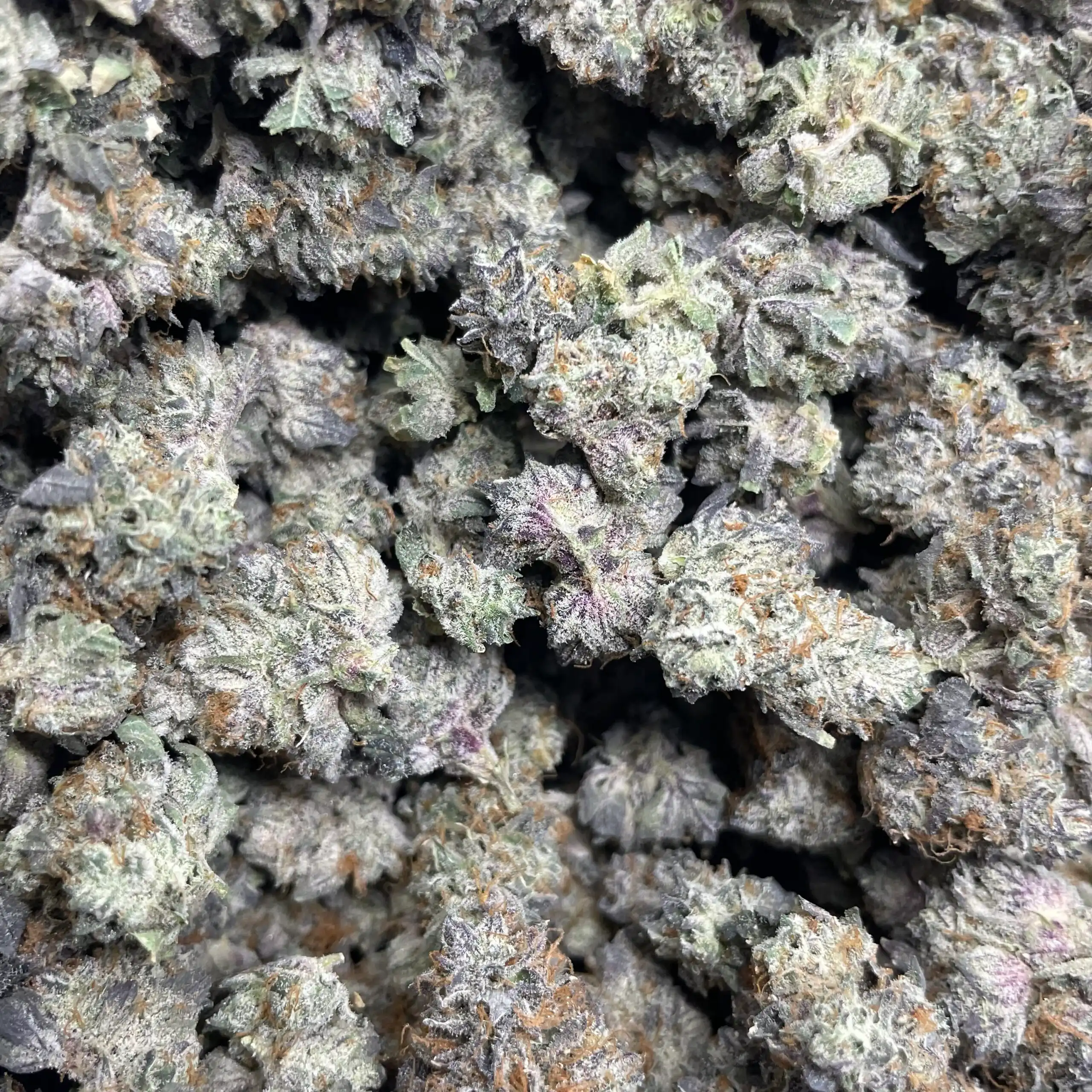 Killer Chimera (White Truffle × The Creature) – Prohibition Farms