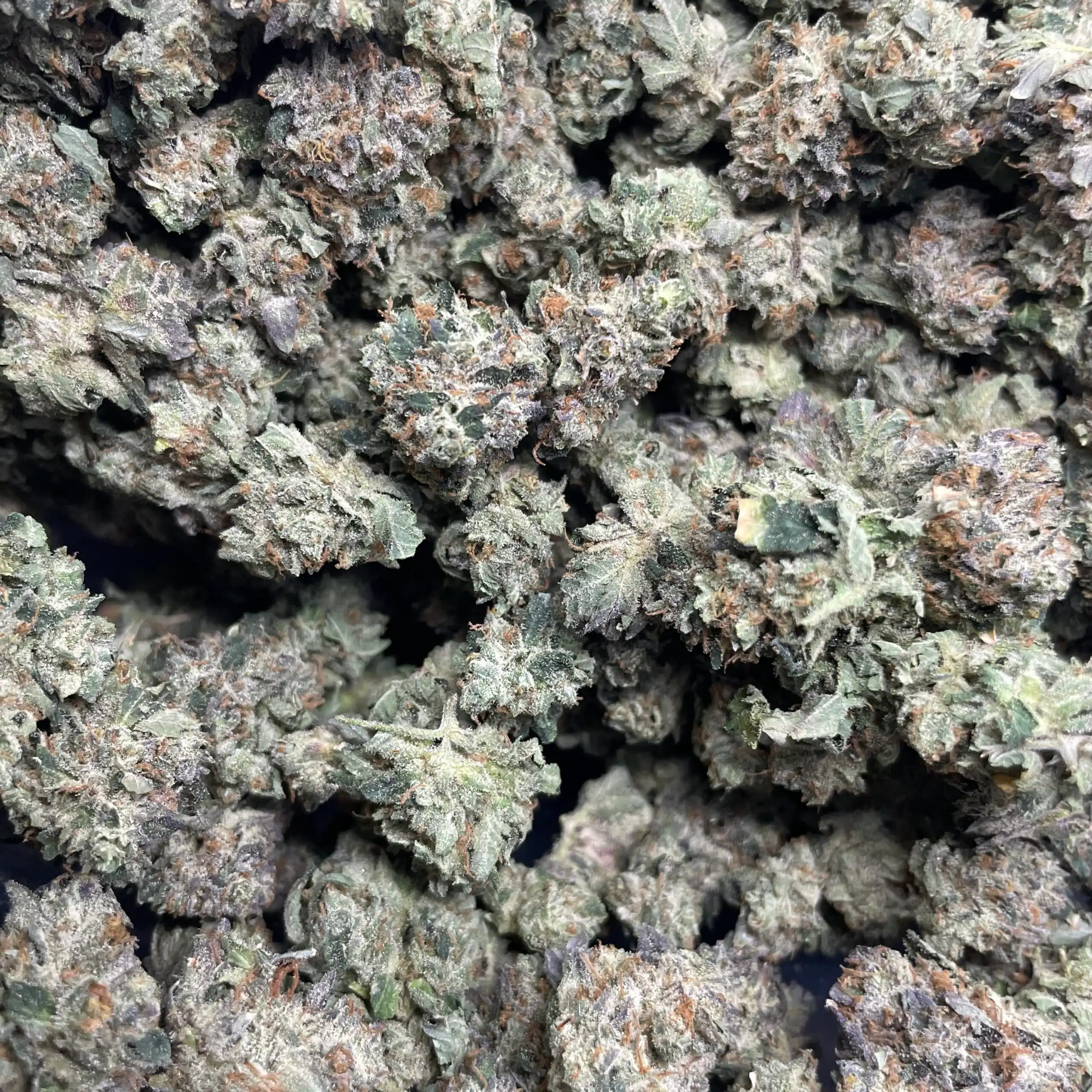 Maple Ridge Rockstar (Rock Bud X Sensi Star) – Prohibition Farms