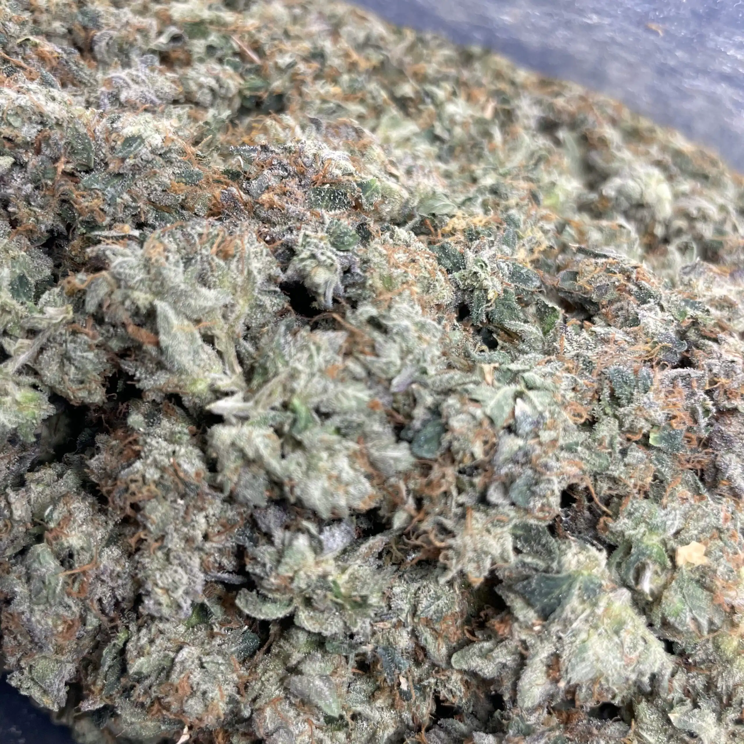 Xolobakgo (Skunk #1 x Original Haze) – Prohibition Farms
