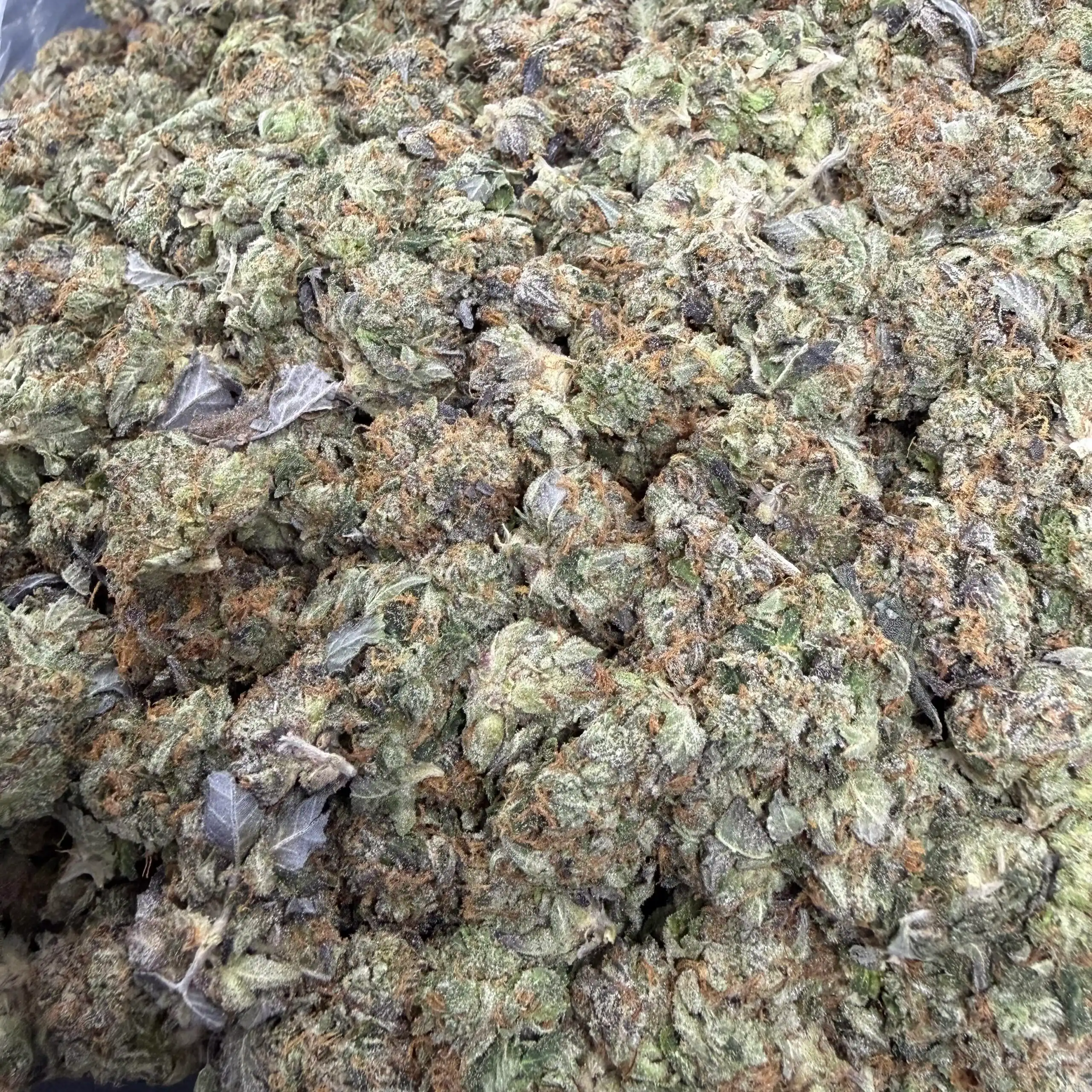 Pink Coma Smalls – BBCF